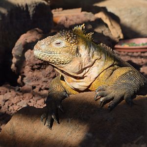 Galapagos land iguana