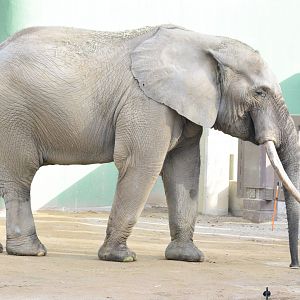 African forest elephant