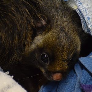 Central Japanese giant flying squirrel
