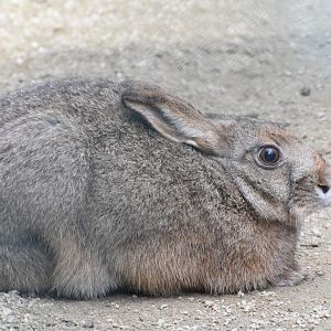 Japanese hare