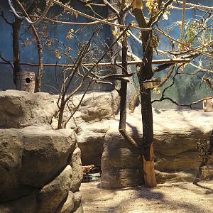 Small monkey house - Bearded emperor tamarin exhibit, 2025-01-04