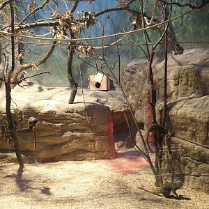 Small monkey house - Bearded emperor tamarin exhibit, 2025-01-04