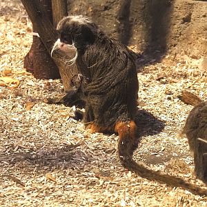 Bearded emperor tamarin (Saguinus imperator subgrisescens), 2025-01-04