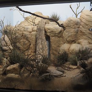 White-headed buffalo weaver and Black-bellied sandgrouse exhibit, 2025-01-04