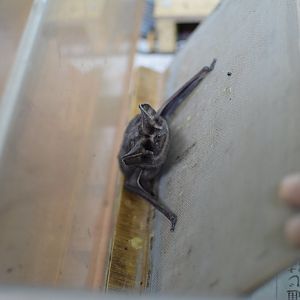 East Asian free-tailed bat