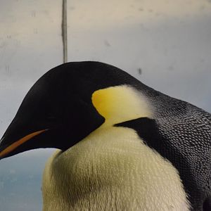 Emperor penguin