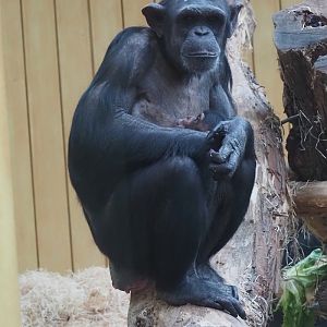 Chimpanzee (Pan troglodytes) Marit with baby Zabari, 2025-01-04