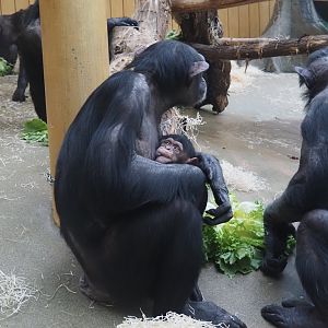 Chimpanzee (Pan troglodytes) Marit with baby Zabari, 2025-01-04