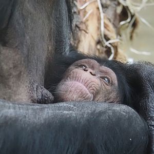 Chimpanzee (Pan troglodytes) baby Zabari 2025-01-04