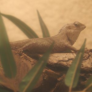 Oriental garden lizard (Calotes versicolor), 2025-01-04