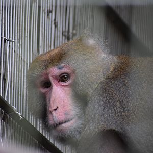 Formosan Macaque