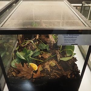 Green flower beetle terrarium in the reptile house nursery, 2025-01-04