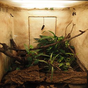 Emperor scorpion, mourning gecko and green flower beetle terrarium, 2025-01-04