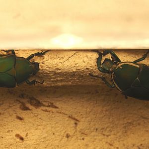 Green flower beetles (Mecynorhina torquata), 2025-01-04