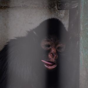 Peruvian spider monkey