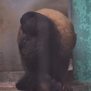 Red-backed bearded saki