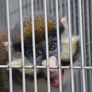 Schmidt's red-tailed monkey