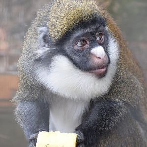 Lesser spot-nosed monkey