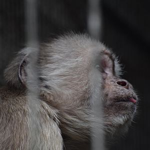 White-fronted capuchin