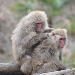Yakushima macaque