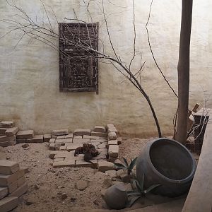 Serenga - Dwarf mongoose exhibit, 2024-06-23