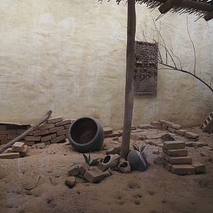 Serenga - Dwarf mongoose exhibit, 2024-06-23