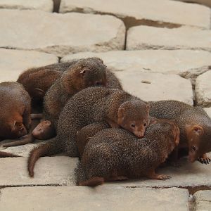 Serenga - Dwarf mongooses (Helogale parvula), 2024-06-23