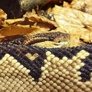 South American Bushmaster