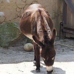 Serenga - Miniature donkey (Equus africanus asinus), 2024-06-23