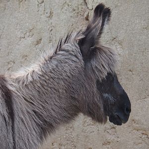 Serenga - Miniature donkey (Equus africanus asinus), 2024-06-23