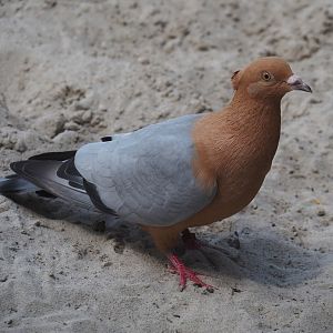 Serenga - Gimpel/Archangel pigeon (Columba livia domestica), 2024-06-23