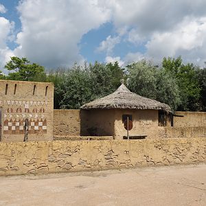 Serenga - Dogon village - Anglo-Nubian goat, Pygmy goat and Swedish flower chicken walk-through paddock, 2024-06-23