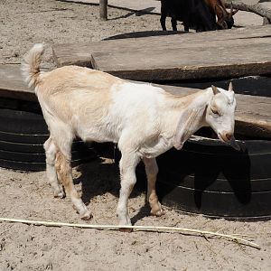 Serenga - Anglo-Nubian goat (Capra hircus), 2024-06-23
