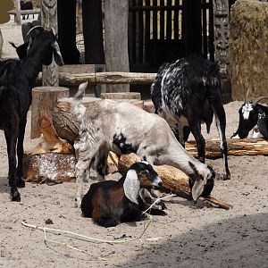 Serenga - Anglo-Nubian goats (Capra hircus), 2024-06-23