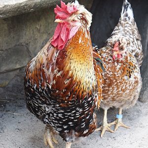 Serenga - Swedish flower rooster (Gallus gallus domesticus), 2024-06-23