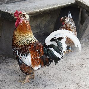 Serenga - Swedish flower rooster (Gallus gallus domesticus), 2024-06-23