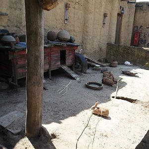 Serenga - Dogon Village - Domestic rabbit exhibit, 2024-06-23