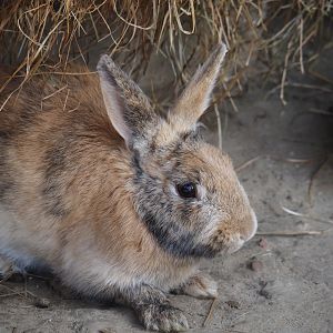 Serenga - Domestic rabbit (Oryctolagus cuniculus domesticus), 2024-06-23