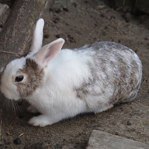 Serenga - Domestic rabbit (Oryctolagus cuniculus domesticus), 2024-06-23