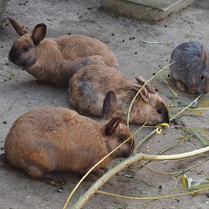 Serenga - Domestic rabbits (Oryctolagus cuniculus domesticus), 2024-06-23