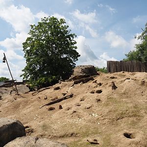 Serenga - Black-tailed prairie dog walk-through exhibit, 2024-06-23