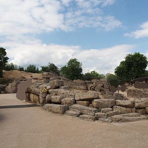 Serenga - Black-tailed prairie dog walk-through exhibit, 2024-06-23