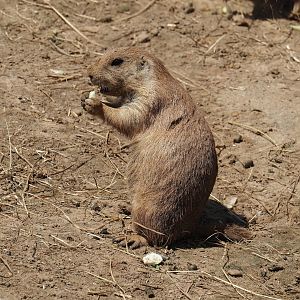 Serenga - Black-tailed praire dog (Cynomys ludovicianus), 2024-06-23