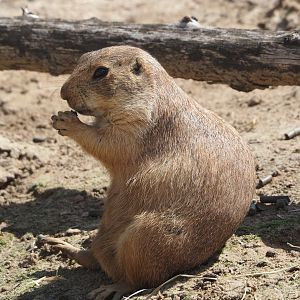 Serenga - Black-tailed praire dog (Cynomys ludovicianus), 2024-06-23