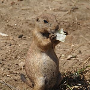 Serenga - Black-tailed praire dog (Cynomys ludovicianus), 2024-06-23