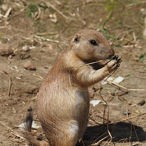 Serenga - Black-tailed praire dog (Cynomys ludovicianus), 2024-06-23