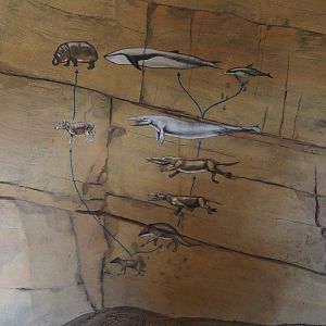 Serenga - Evolution of hippopotamuses and cetaceans mural, 2024-06-23