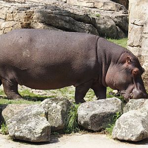 Serenga - Hippopotamus (Hippopotamus amphibius), 2024-06-23