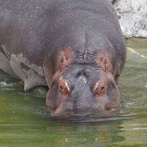 Serenga - Hippopotamus (Hippopotamus amphibius), 2024-06-23