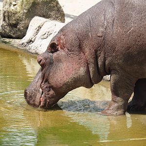 Serenga - Hippopotamus (Hippopotamus amphibius), 2024-06-23